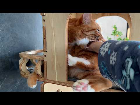 고양이 양치 한번 가보자고