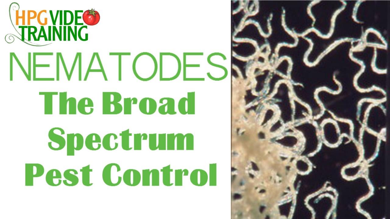 Nematodes: The Organic Broad Spectrum Pest Control -Beneficial Insects Series Part 4