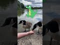Cartoon Dragon Meets Live Action Goose | Animation in Real Life | Boy &amp; Dragon #shorts