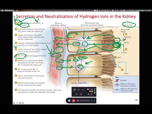 BIOL 314 Respiratory & Renal Control of pH (Ch 24 Part 4)