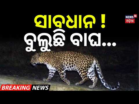 ସାବଧାନ ! ବୁଲୁଛି ବାଘ...Leopard Attacks In Boudh's Village | Forest Department Restricts Jungle Entry