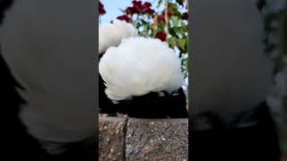 Rahibe Fizan Maşallah Seçim Sonuçlarıシ