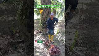 Download Lagu Picking two fruits together ✅🌴 #viralreels #viralchallege #shotsfeed #palmoil #abdulkadir #malaysi MP3
