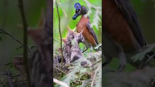 Download Lagu Keunikan Burung American Robin memberi makan anaknya #fakta #hewan #burung MP3