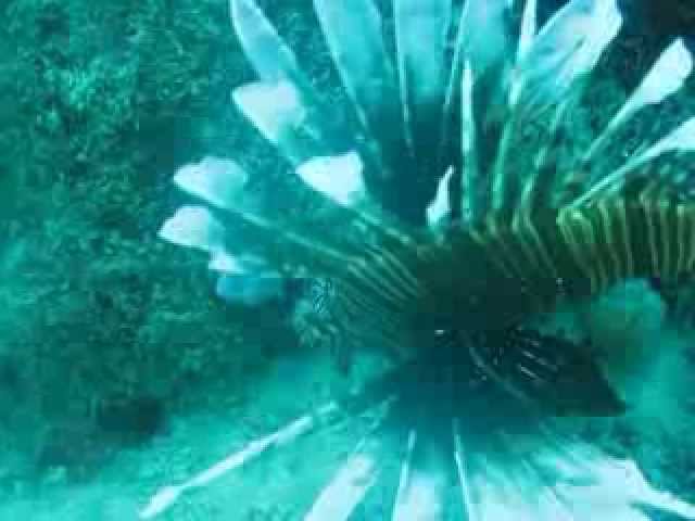 Cuba Diving in Playa Ancon in Trinidad, Cuba!