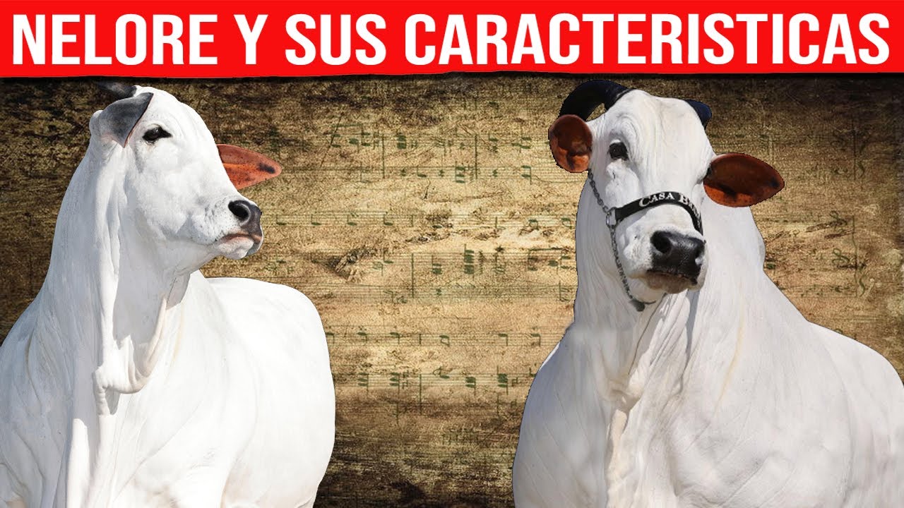 nelore-caracter-sticas-ganado-de-engorde-youtube