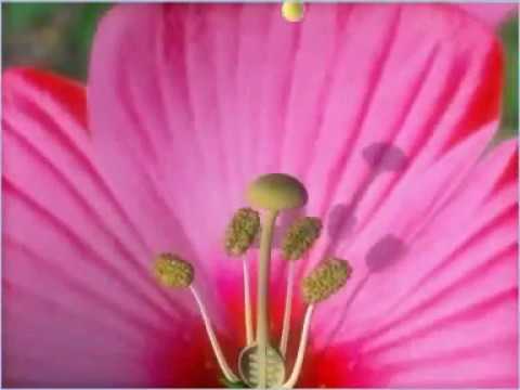 FERTILIZATION IN FLOWERING PLANT // CLASS 11TH //BIOLOGY - YouTube