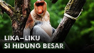 Nasib Bekantan Dari Masa Depan Kalimantan | Monyet Bekantan