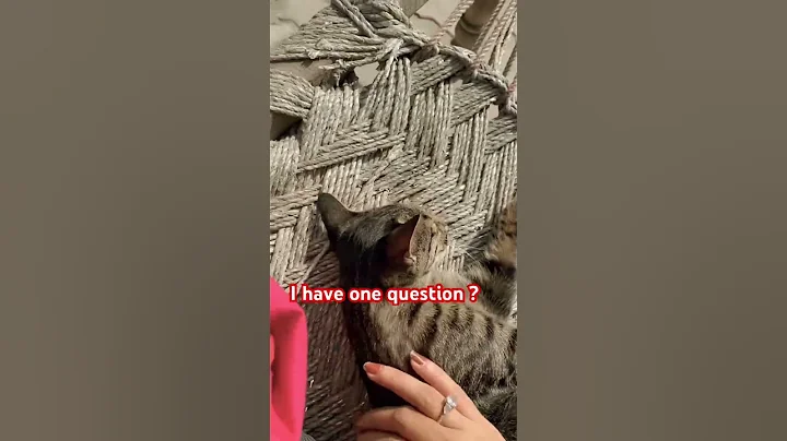 Video 11813441: persian cat, cat breed, cat meowing, cat lovers