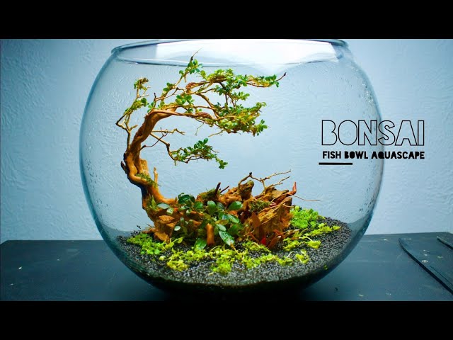 BONSAI FISHBOWL AQUASCAPE - YouTube