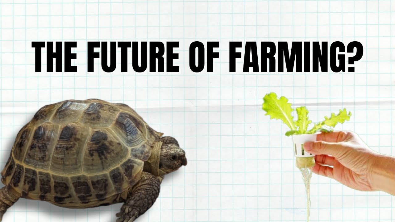 Что думают черепахи о гидропонике?