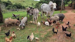 Impressionante O Que Aconteceu Com Os Bichos Da Arca De Noé