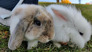 Is it better to have one rabbit or two? by 叶子慢生活 72 views 2 years ago 4 minutes, 16 seconds