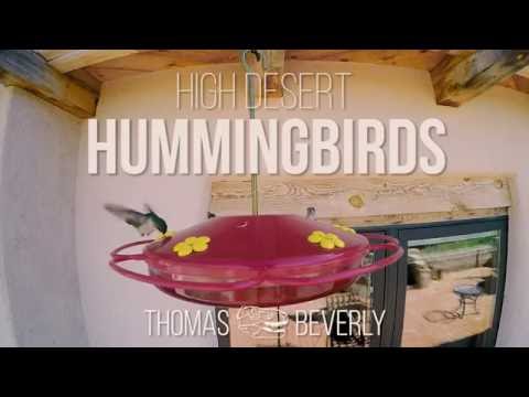 Unique Hummingbird Sound Effects - Desert Bird Recordings