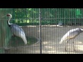 海ノ中道海浜公園　動物の森　マナヅル の動画、YouTube動画。