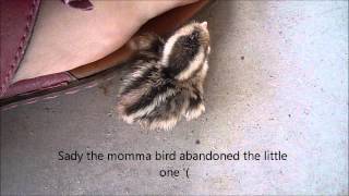 Only 1 out of 6 baby quails will make it past their first year. follow
me on facebook: https://www.facebook.com/annanailartsecrets google+
https...