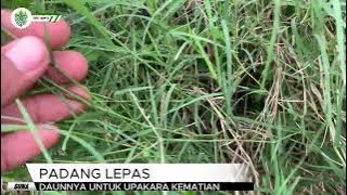 PADANG LEPAS