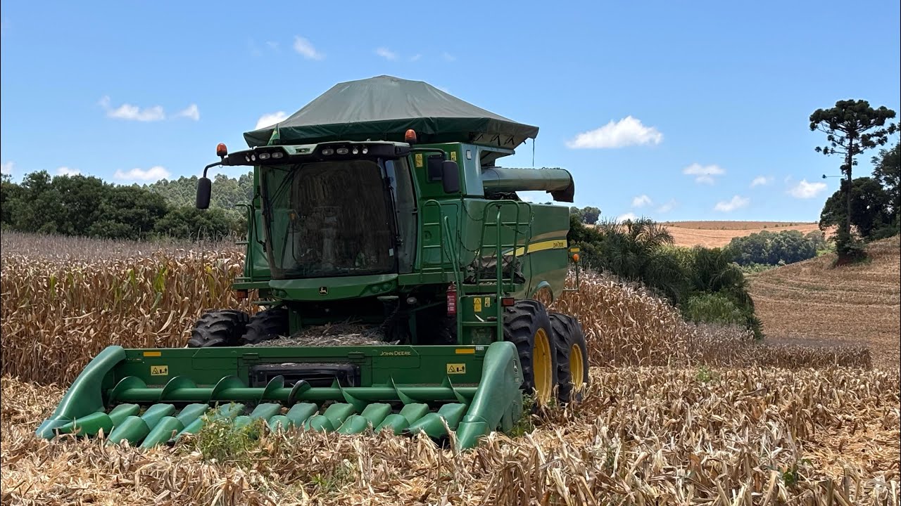 Finalizando a colheita do nosso milho