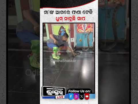 ମା'ଙ୍କ ଆଗରେ ଫଣା ଟେକି ଧୁମ୍ ନାଚୁଛି ସାପ....#Snakerescued #Odishanews #Shorts #odishabhaskar