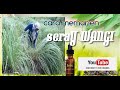 Cara Gampang Menanam Serai Bau - Serai (Cymbopogon Citratus)