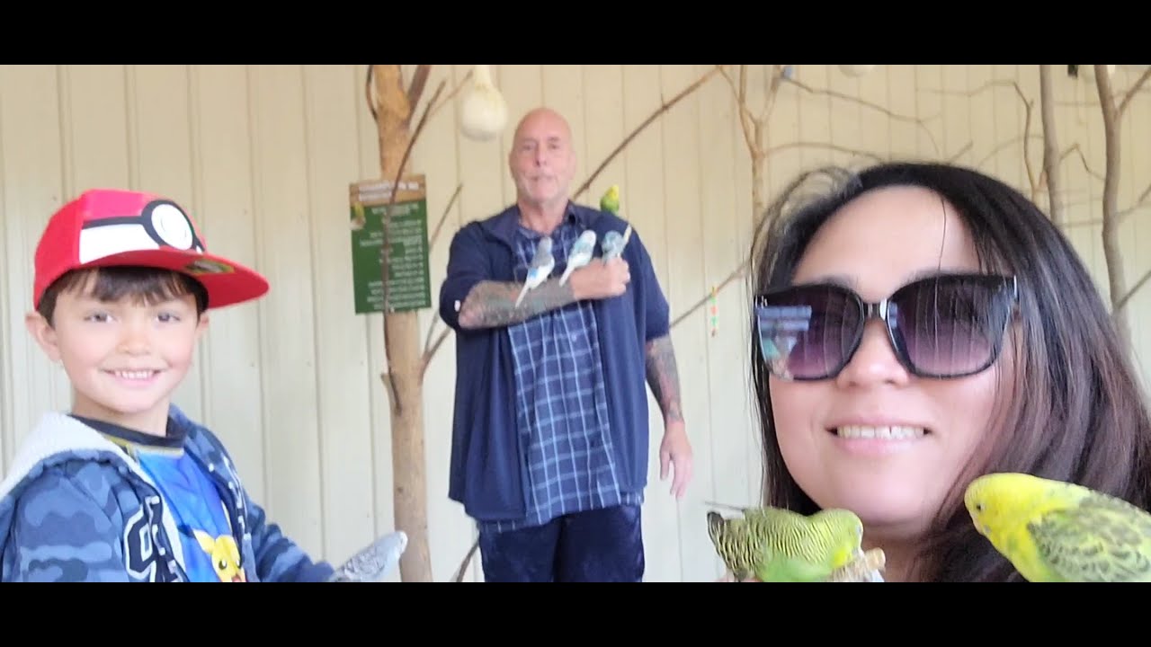 Feeding the birds at Wild Animal Park PART ĪĪĪ YouTube