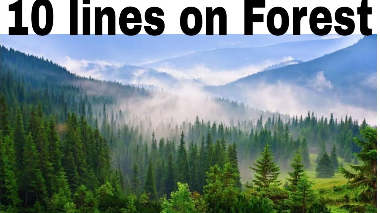 10 lines on 🌳Forest in English🌿 | short essay for kids..
