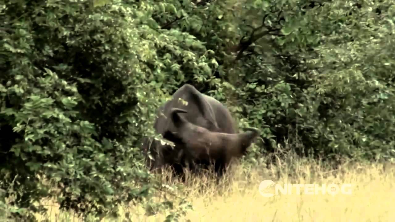 Hunting in South Africa with Nitehog thermal imaging 