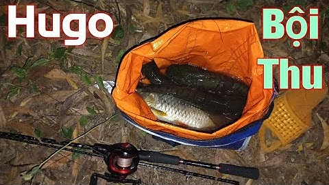 Buổi Chiều Bội Thu | Toàn lóc Khủng | Câu Lure Cá Lóc Tự Nhiên | Quang Hưng Vlog