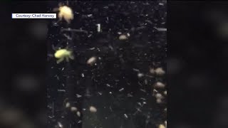 Stink Bugs Swarm Southern Utah Elm Seed Bug Swarms Spreading Across Utah