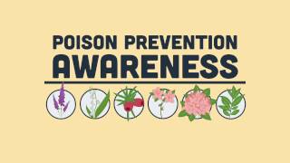 Which plants are poisonous to pets? by AnimalCareTV 6,884 views 7 years ago 1 minute, 17 seconds