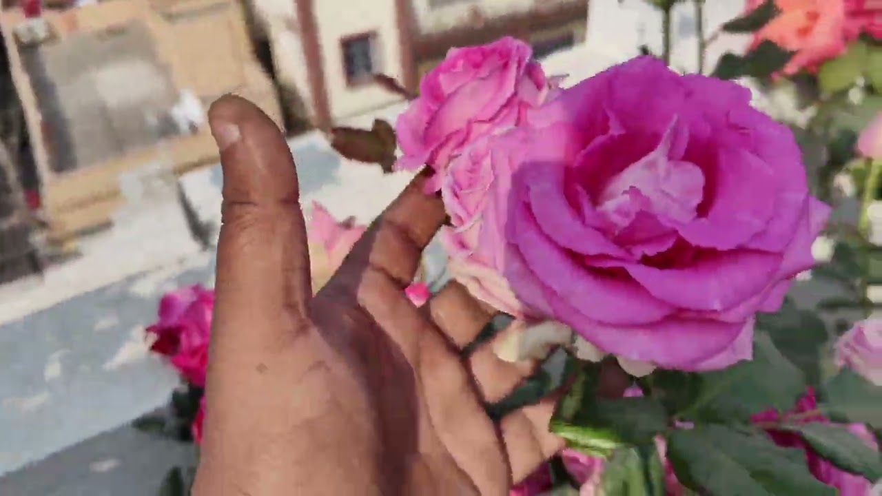 How-To Use Npk13.40.13 Chemical Feeding. And New Plant Id. with.new Tips