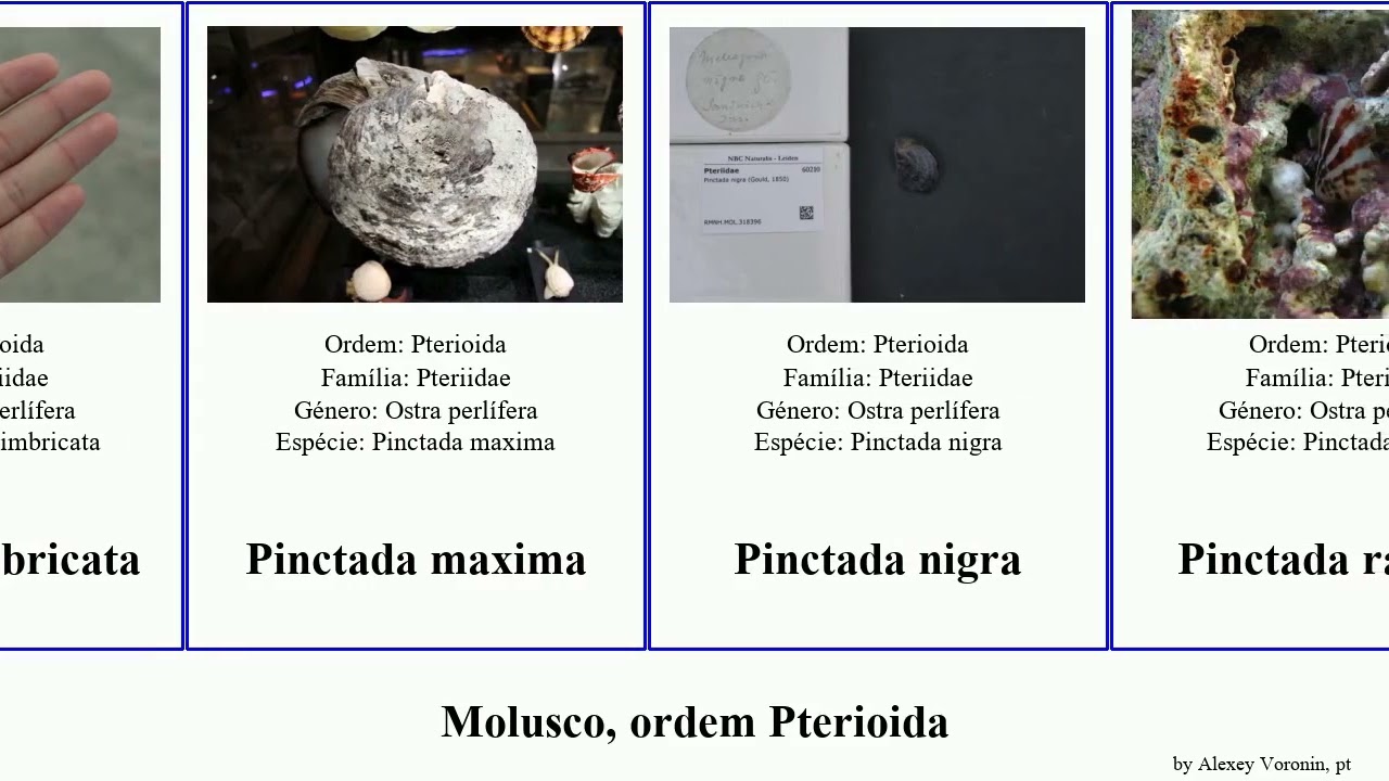 Molusco, ordem Pterioida pinctada maxima nigra radiata mollusca sterna capensis rigida imbricata