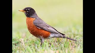 American Robin Song