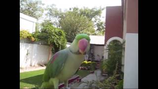 Dont Mess With The Bird - Funny Animal Talking