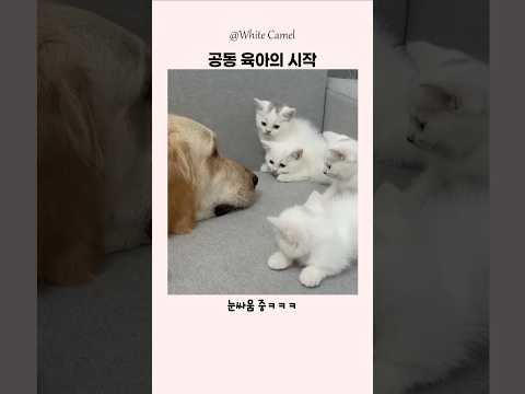 혹시 아빠야?.. thumbnail
