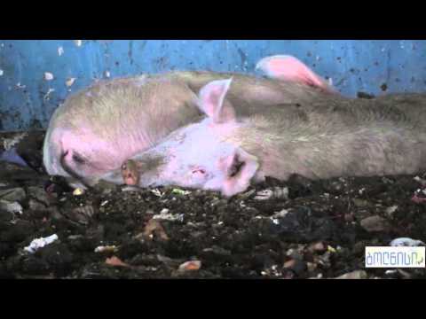 ინვესტორის გამოჩენამდე დაბა თამარისის კულტურის სახლის შენობის კონსერვაცია მოხდება