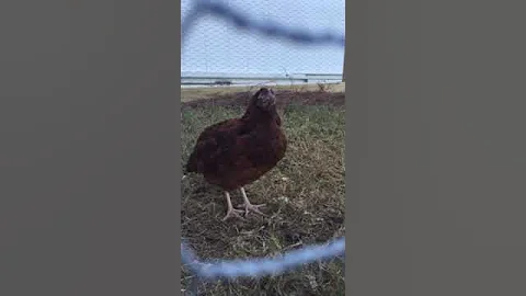 Chickens