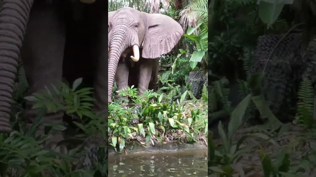 Jungle Cruise 🐘 Elephant JOKES Boat Ride Magic Kingdom Disney World