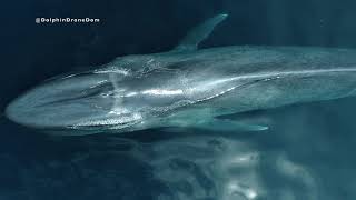 : Best Blue Whale Drone Footage on YouTube!