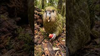 Projeto pela metade #bichos #animais #curioso