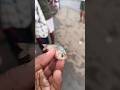 😱सबसे ज्यादा छोटी मछली 😱#shorts #fish #fishcutting