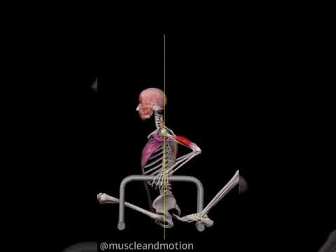 Обратные отжимания