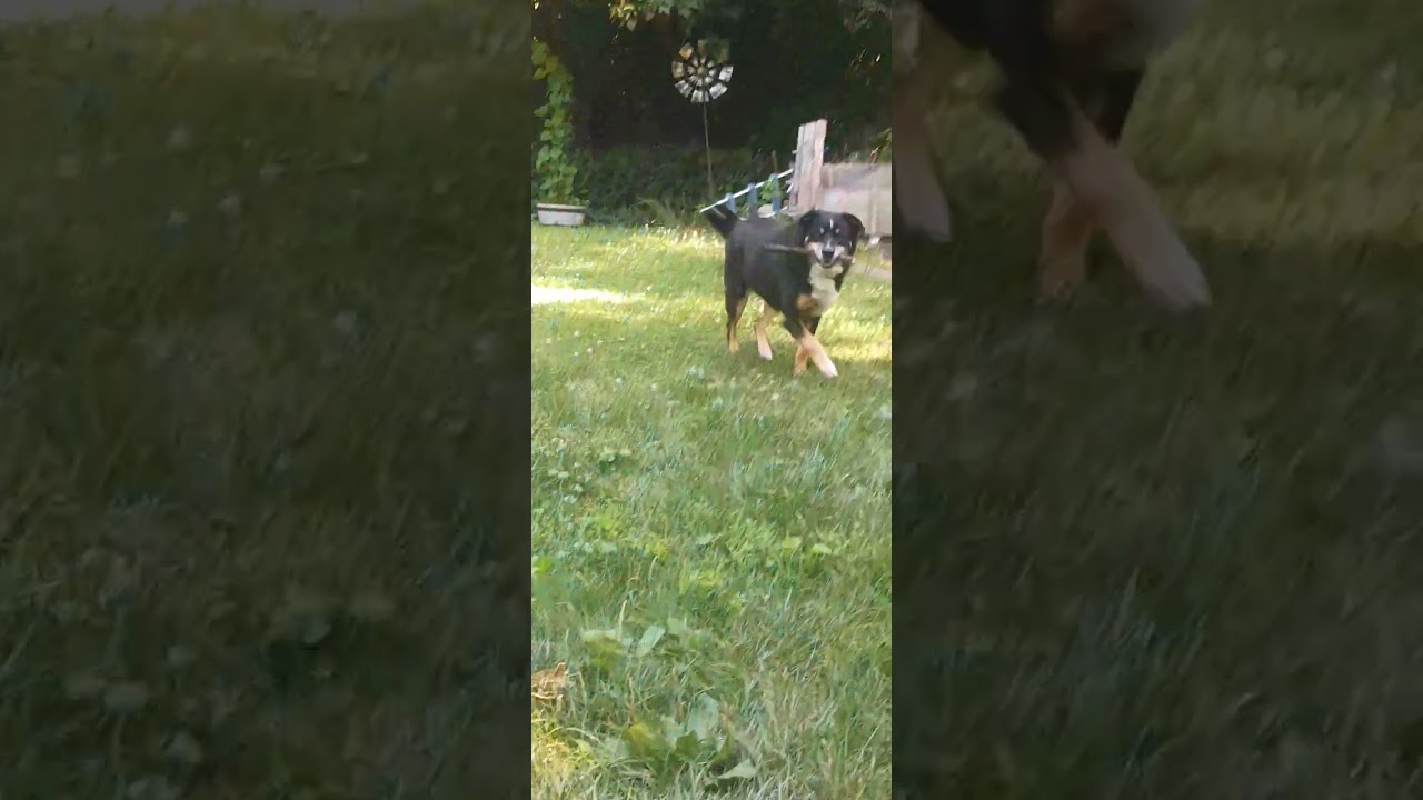 Mr. Griffey and grandpa spending time together. Happy dog! 