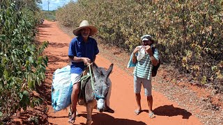 UM DIA MARAVILHOSO COM SEU MANOELZINHO. PROGRAMA SERTÃO MAMOEIRO, COLHEITA DE FEIJÃO DE CORDA.