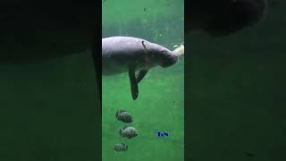 Cute manatees