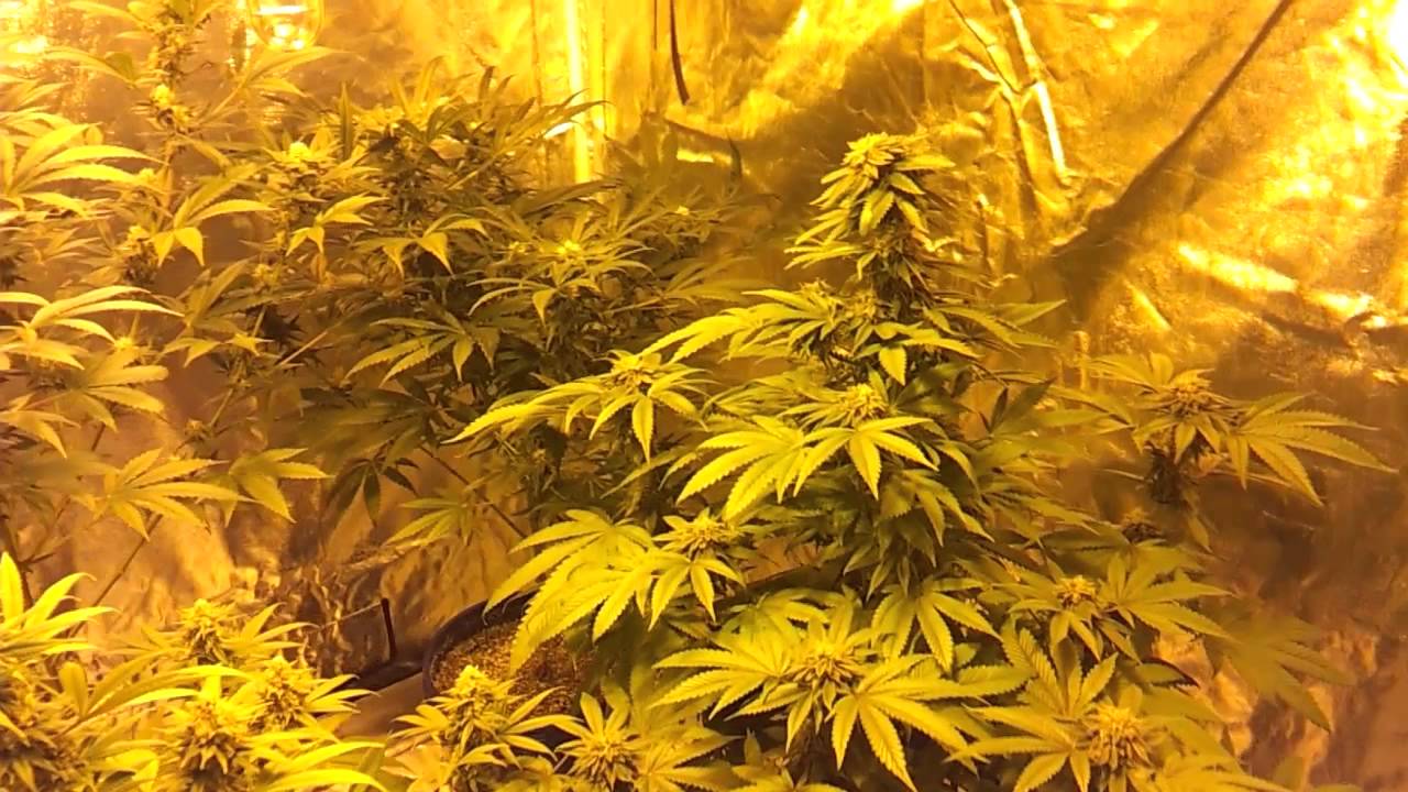 Flower update... & then there was 4.