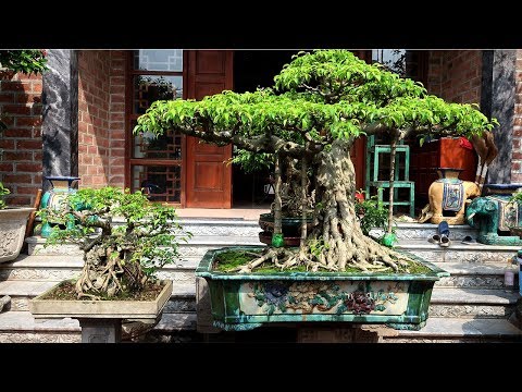HỌC CÁCH LÀM CÂY CẢNH, KIỂNG BONSAI HỌC CÁCH LÀM CÂY CẢNH, KIỂNG BONSAI