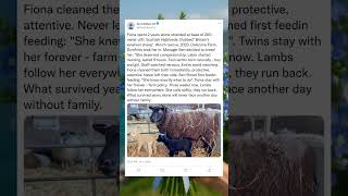 From Isolation to Inspiration#TrueStory #Strength #LoveWins #SheepLife #ViralStory