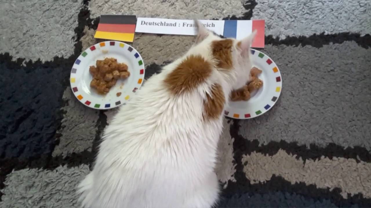 Deutschland  gegen Frankreich -EM- Orakel 2016 Katze -07.07.2016- Germany vs. France - Oracle Cat