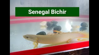 Albino Senegal Bichir my newest pet 🥰🥰🥰